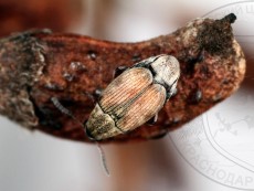 Acanthoscelides pallidipennis_имаго_2